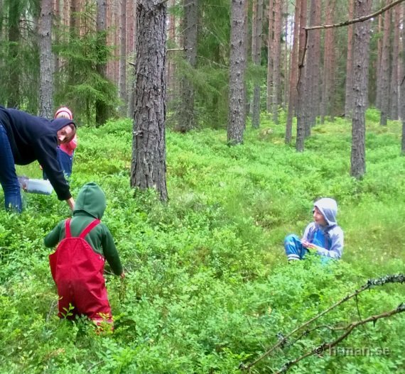blabarskogen