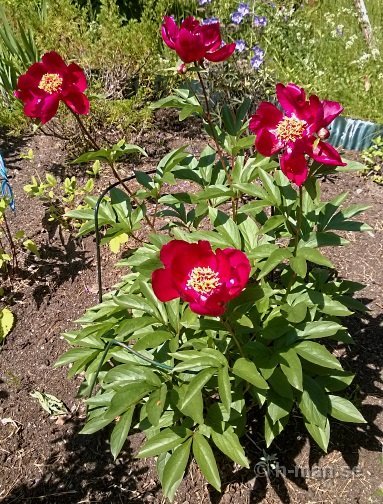 linkopingpion